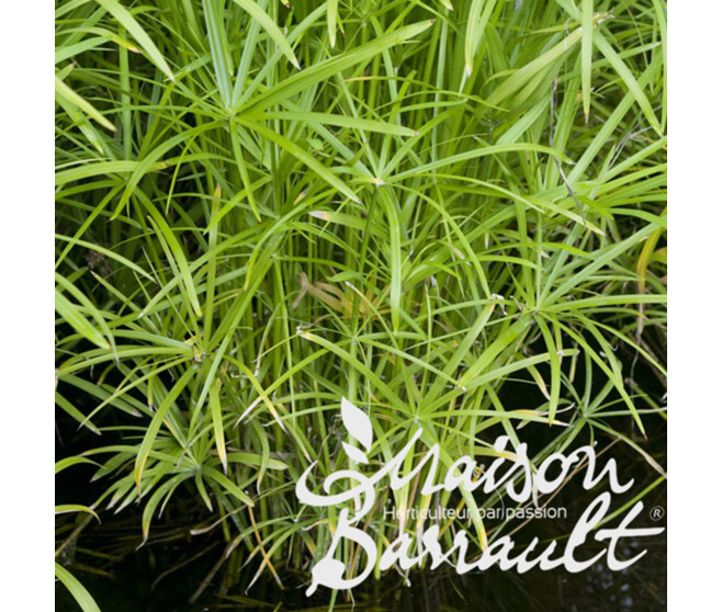 CYPERUS ALTERNIFOLIUS