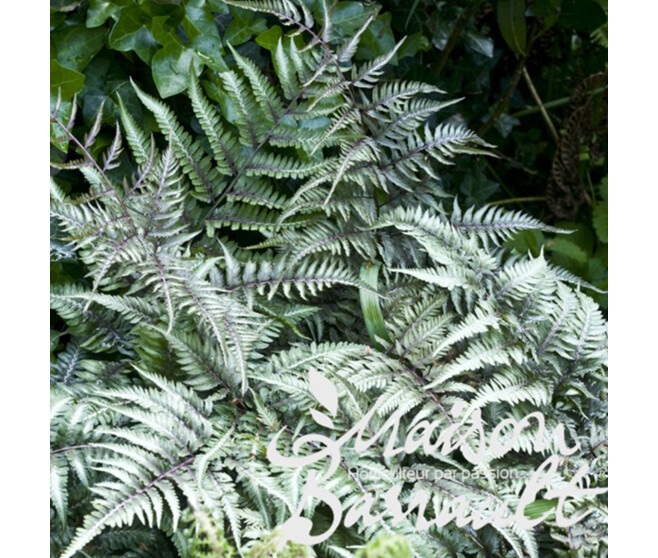 ATHYRIUM NIPONICUM METALLICUM