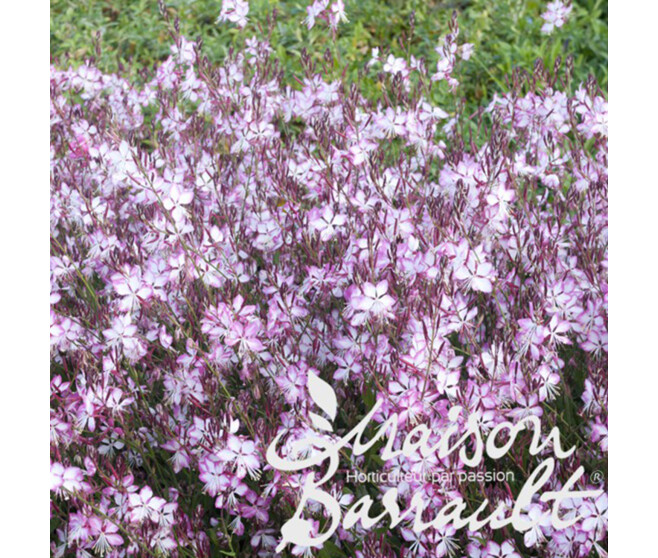 GAURA LINDHEIMERI ROSY JANE