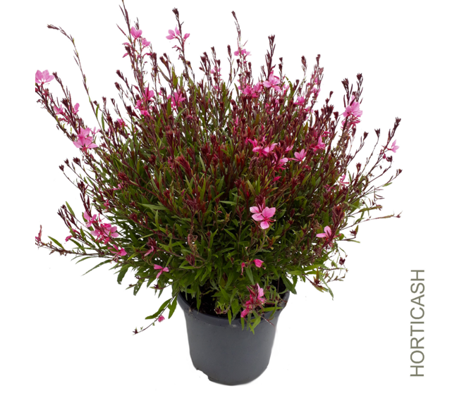 GAURA LINDHEIMERI SISKYOU PINK