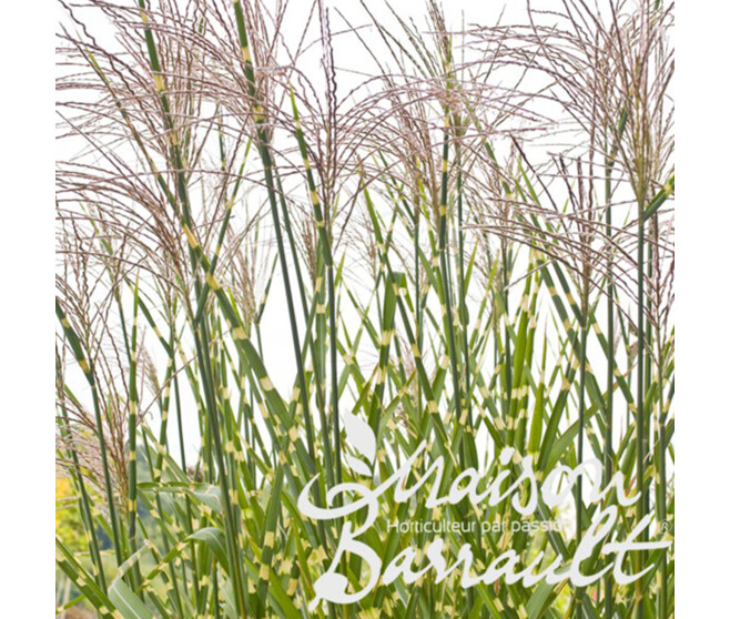MISCANTHUS SINENSIS ZEBRINUS