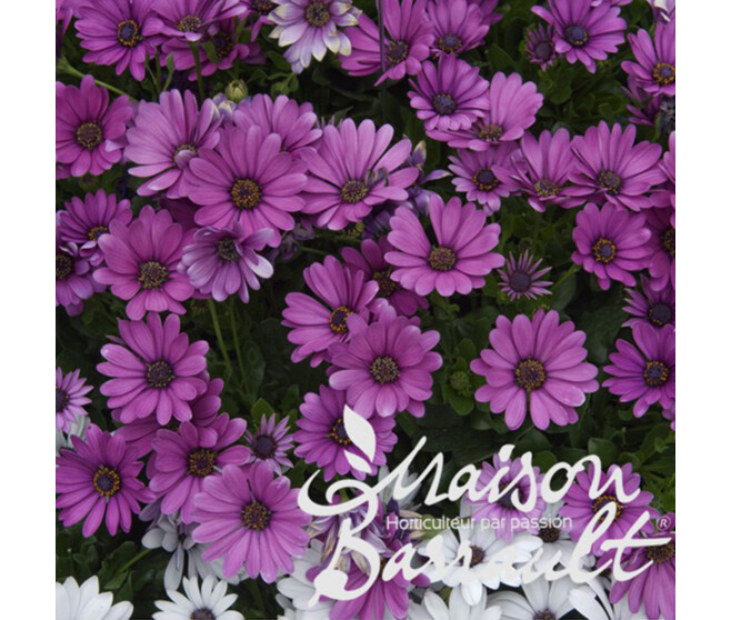 OSTEOSPERMUM VIVACE ROSE