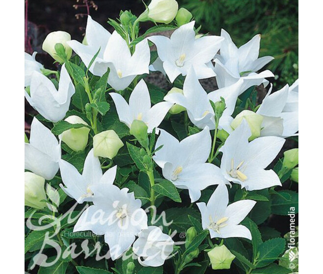 PLATYCODON GRANDIFLORUS CAERULEA ALBA