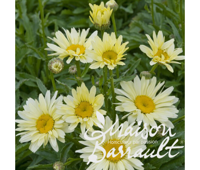 LEUCANTHEMUM BROADWAY LIGHTS