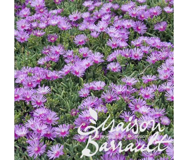 DELOSPERMA COOPERI