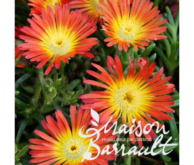DELOSPERMA ORANGE WONDER