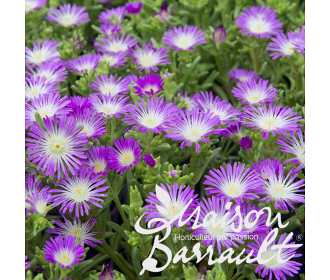 DELOSPERMA VIOLET WONDER