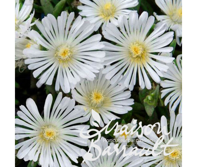 DELOSPERMA WHITE WONDER