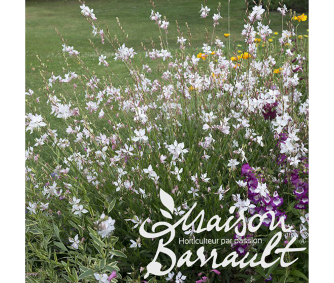 GAURA LINDHEIMERI SHORT FORM