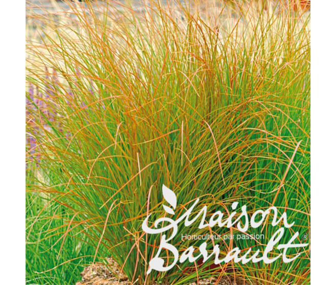 CAREX PRAIRIE FIRE COLOUR GRASS