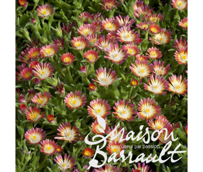 DELOSPERMA JEWEL OF DESERT GRENADE