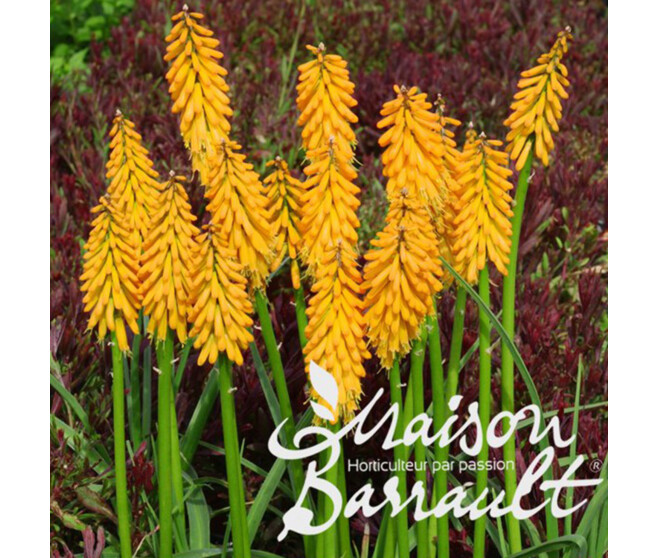 KNIPHOFIA UVARIA PINEAPPLE POPSICLE