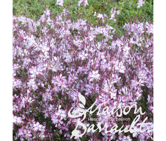 GAURA LINDHEIMERI ROSY JANE