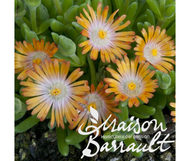 DELOSPERMA JEWEL OF DESERT TOPAZE