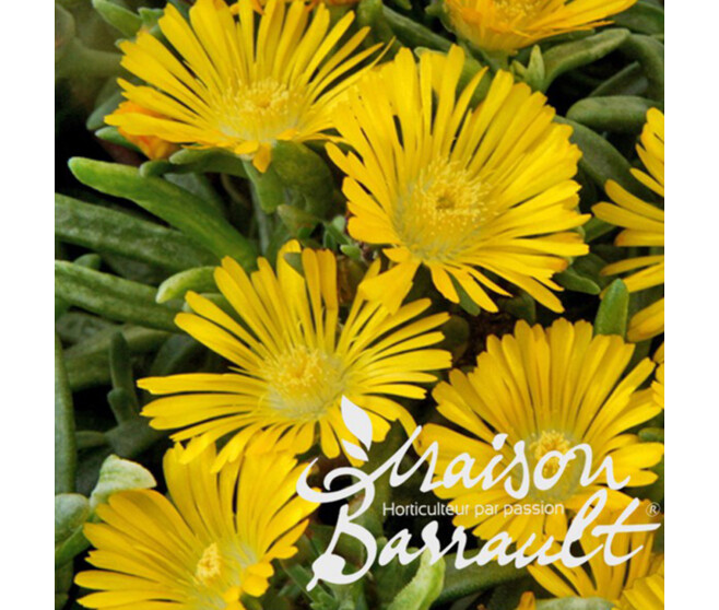 DELOSPERMA YELLOW WONDER