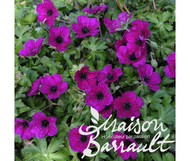 GERANIUM CINEREUM SPLENDENS
