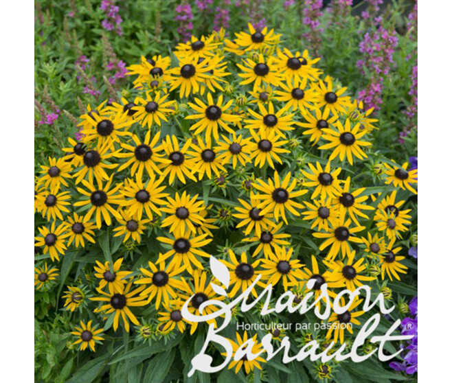 RUDBECKIA FULGIDA LITTLE GOLDSTAR
