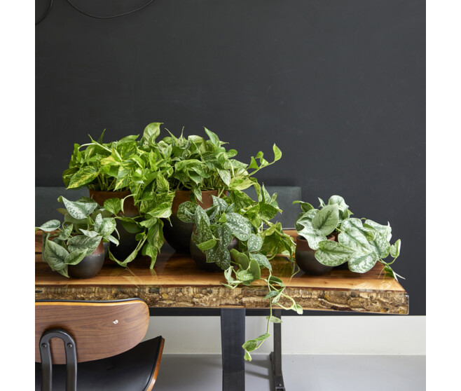 SCINDAPSUS GOLDEN POTHOS