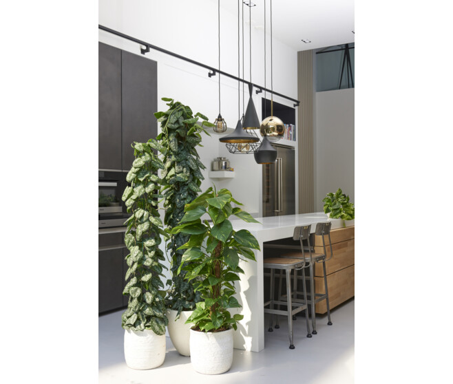 SCINDAPSUS GOLDEN POTHOS