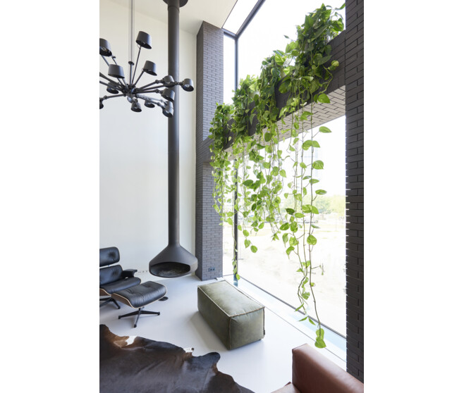 SCINDAPSUS GOLDEN POTHOS