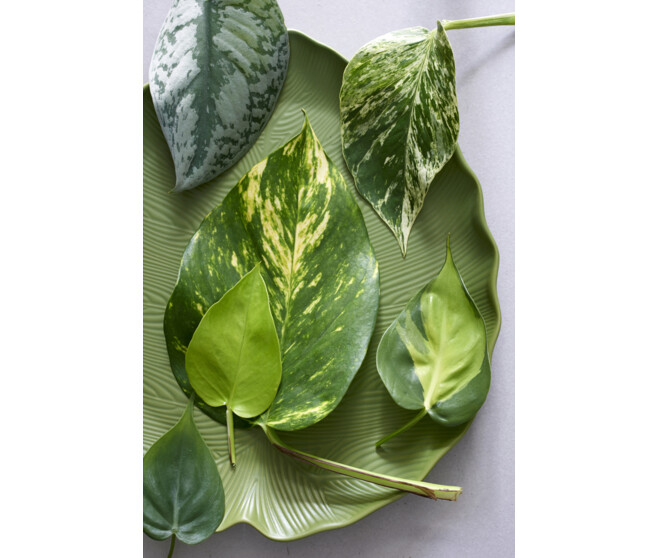 SCINDAPSUS MARBLE QUEEN SUSP