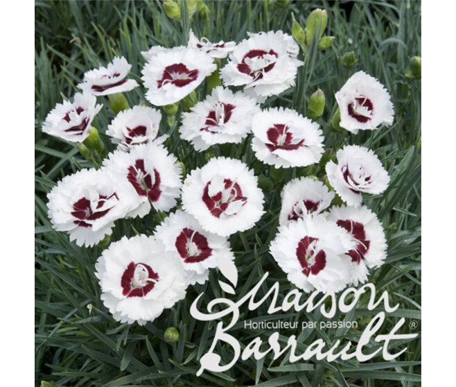 OEILLET PLUMARIUS COCONUT SUNDAE