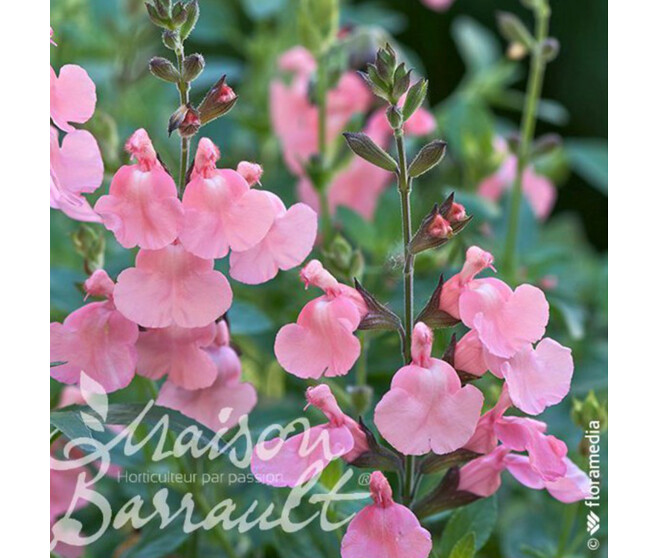SAUGE MICROPHYLLA ROSE CLAIR