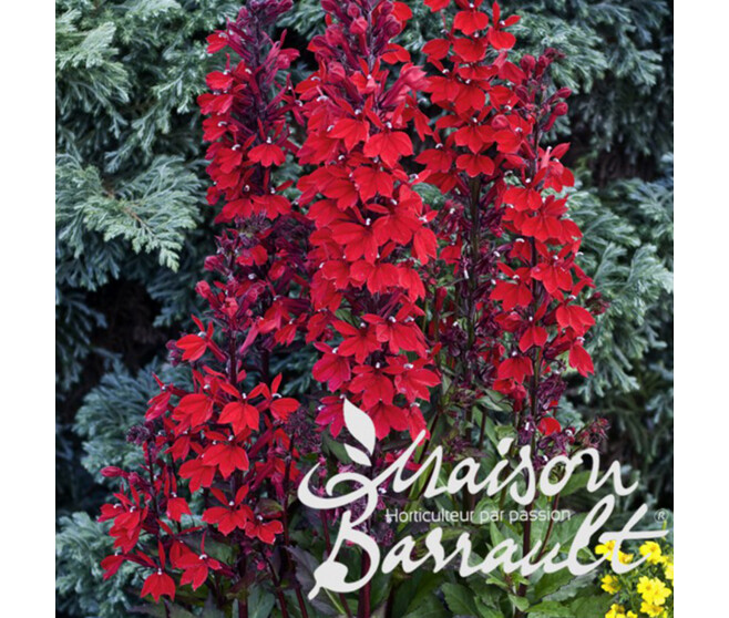 LOBELIA SPECIOSIA SCARLET