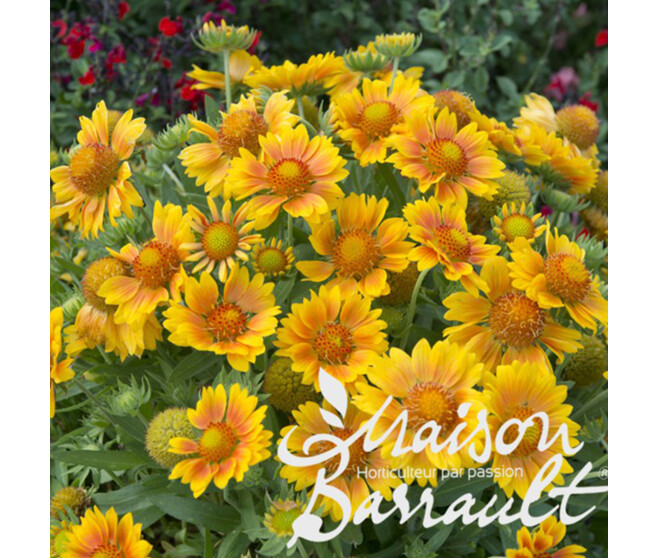 GAILLARDE ARISTATA MESA PEACH