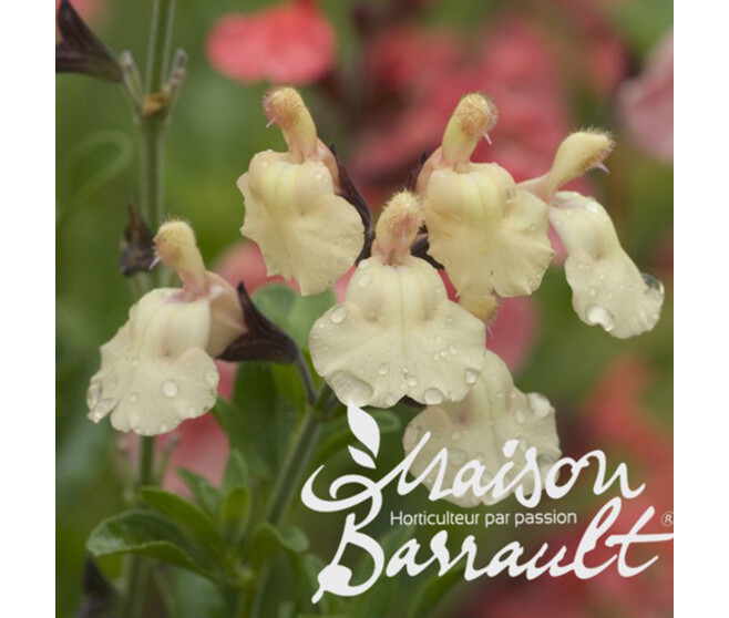 SAUGE MICROPHYLLA MELEN