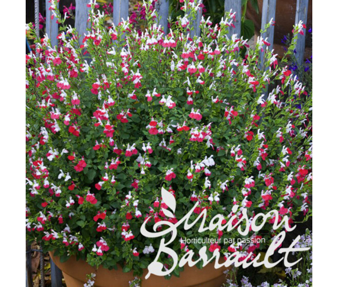 SAUGE GRAHAMII HOT LIPS