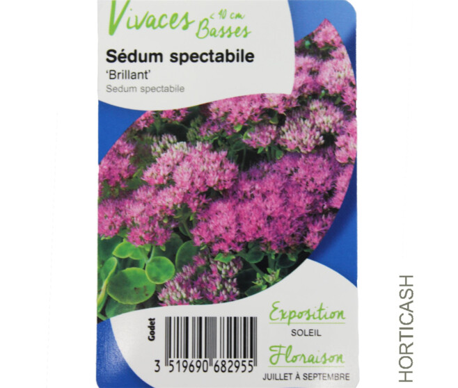 SEDUM SPECTABILE CARL