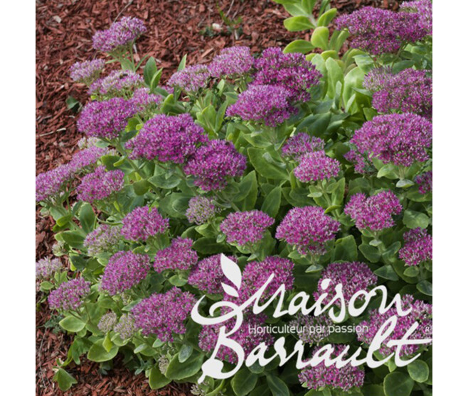 SEDUM SPECTABILE BRILLANT