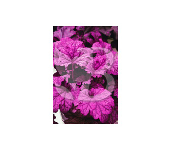 HEUCHERA BERRY SMOOTHIE