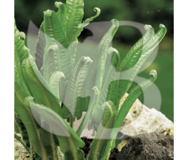 PHYLLITIS SCOLOPENDRIUM