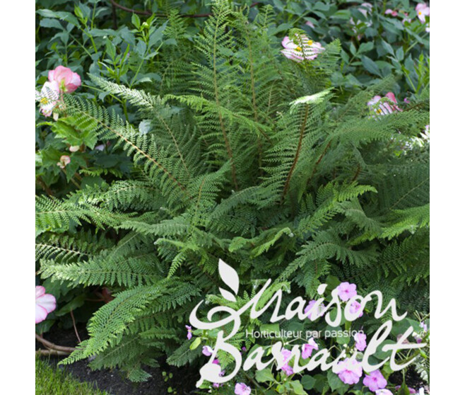 POLYSTICHUM POLYBLEPHARUM