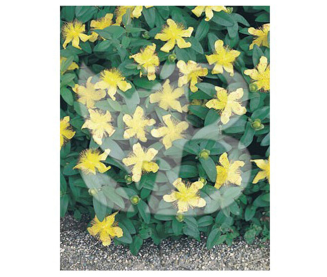 HYPERICUM OLYMPICUM