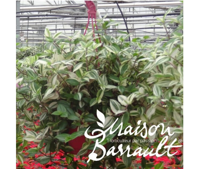 TRADESCANTIA TRICOLOR