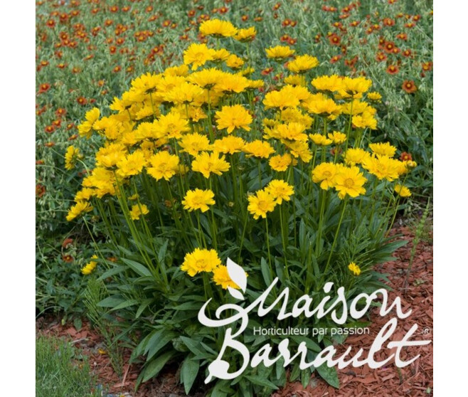 COREOPSIS GRANDIFLORA SONNENKIND