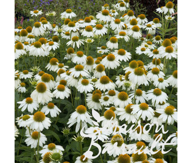 ECHINACEE PURPUREA POW WOW WHITE