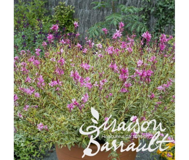 GAURA LINDHEIMERI PINK PANACHE