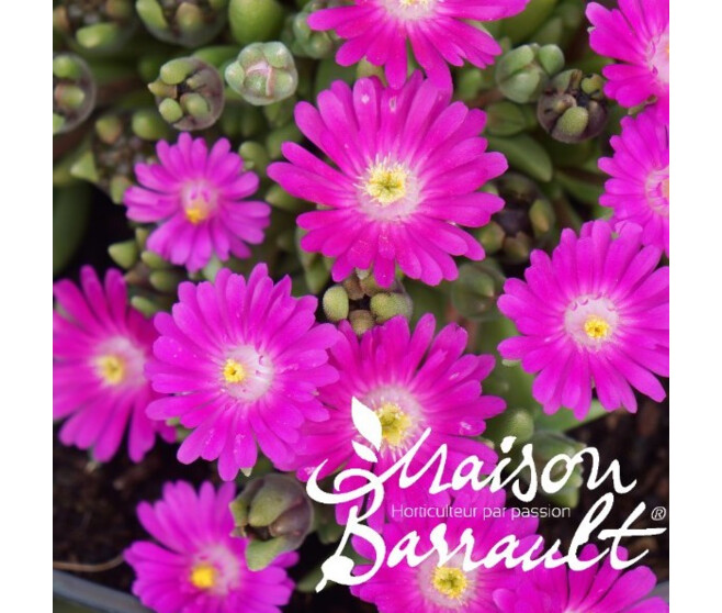 DELOSPERMA JEWEL OF DESERT OPALE