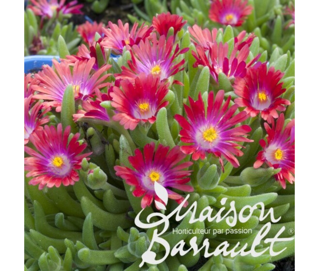 DELOSPERMA JEWEL OF DESERT RUBY