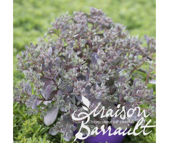 SEDUM SUNSPARKLER DAZZLEBERRY