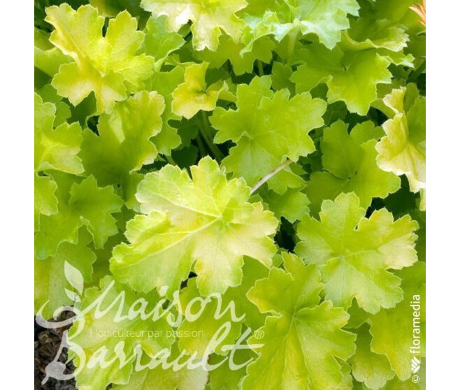 HEUCHERA MICRANTHA LIME MARMALADE