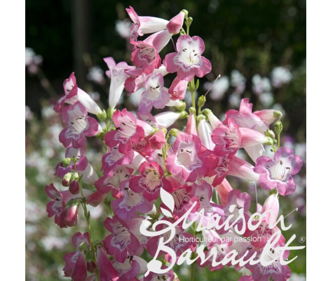 PENSTEMON SOUVENIR ADRIEN REGNIER