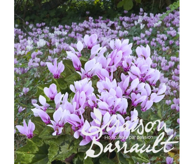 CYCLAMEN NEAPOLITANUM ROSEA