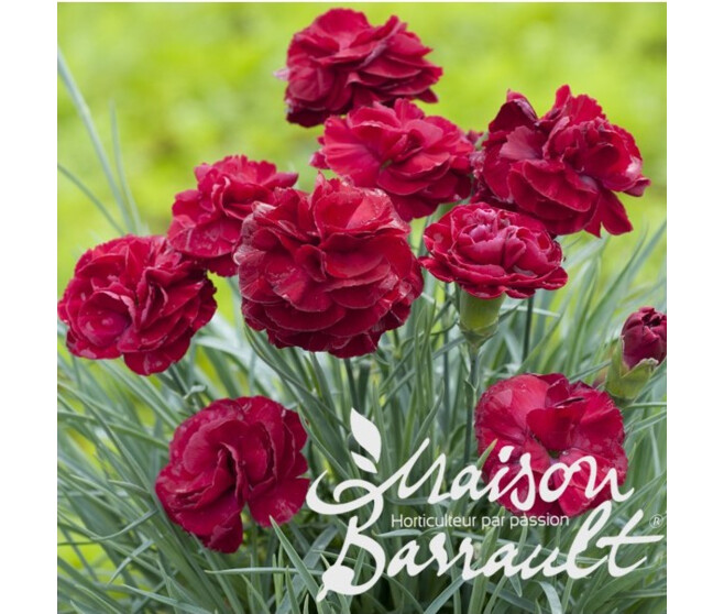 OEILLET PLUMARIUS HOT RED