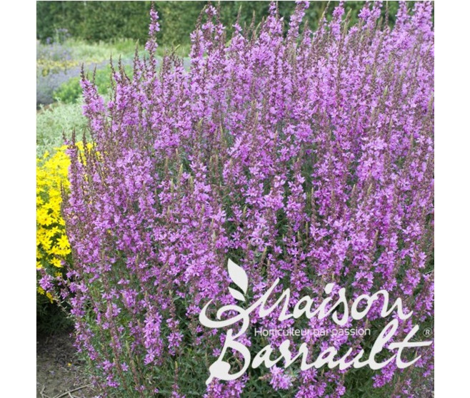 LYTHRUM SALICARIA PURPLE