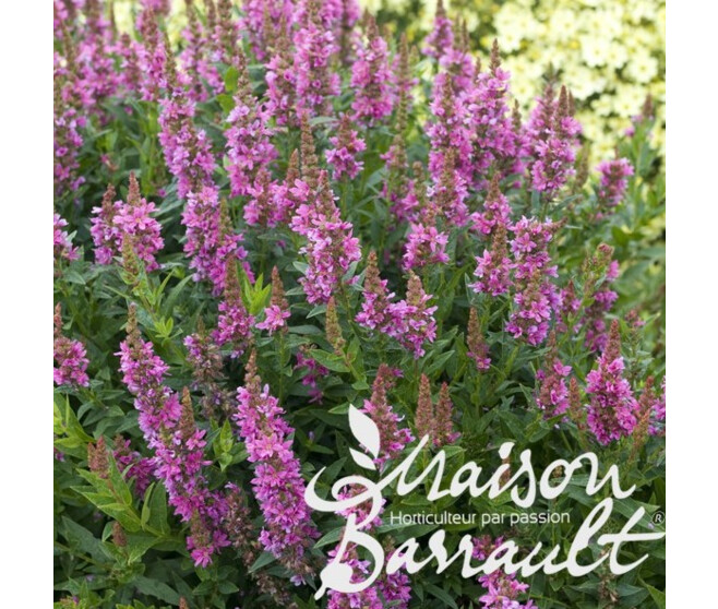 LYTHRUM SALICARIA ROBERT
